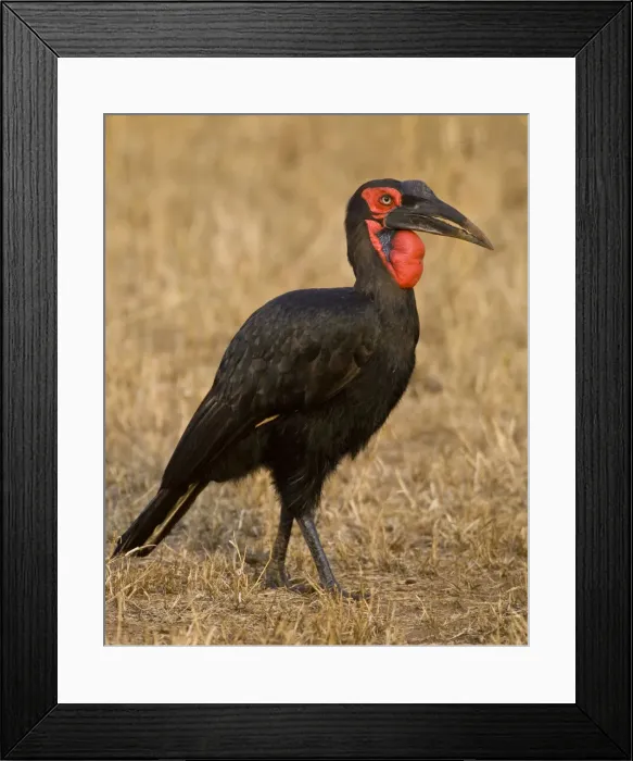 Framed Print : DDE-90022466 Framed Print : DDE-90022466