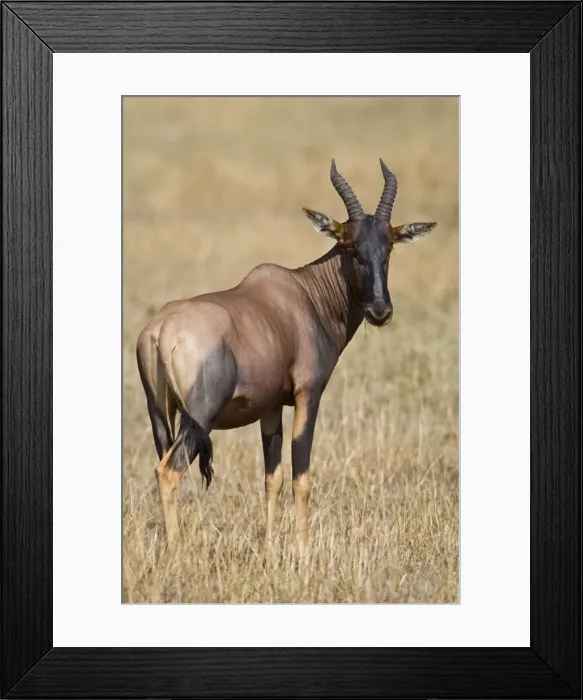 Framed Print : DDE-90022469 Framed Print : DDE-90022469
