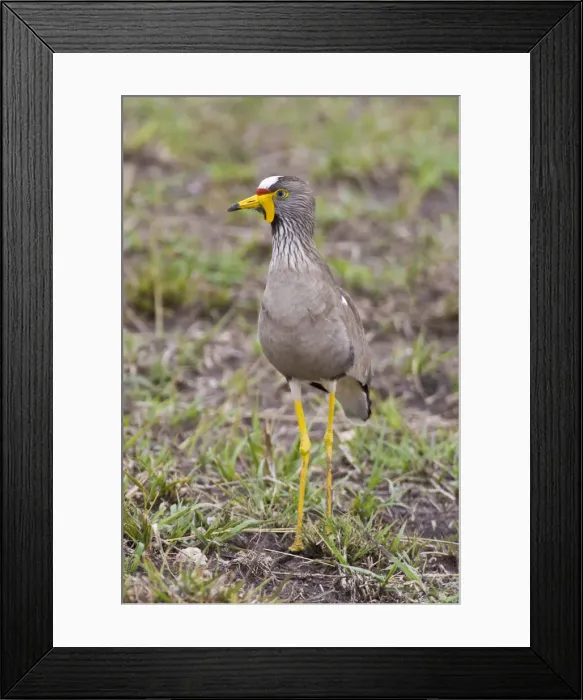 Framed Print : DDE-90022470 Framed Print : DDE-90022470