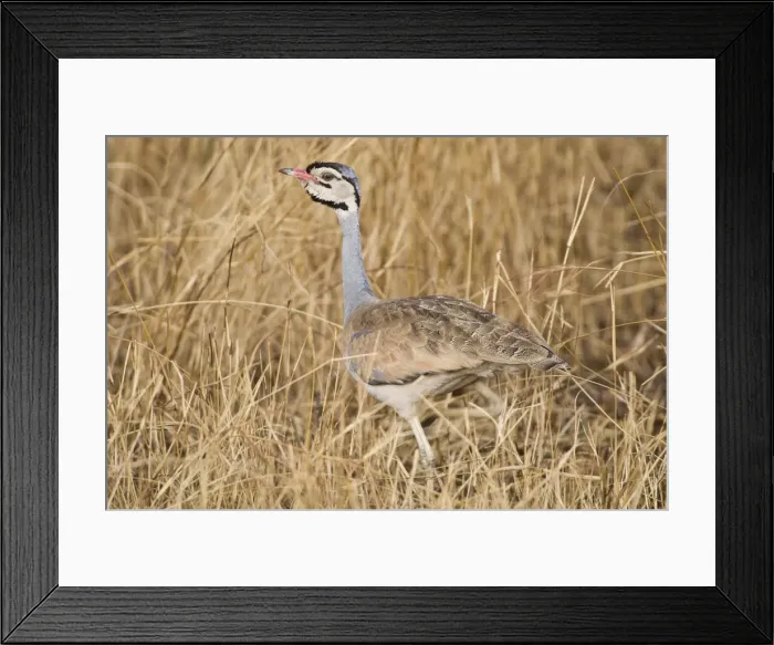 Framed Print : DDE-90022471 Framed Print : DDE-90022471