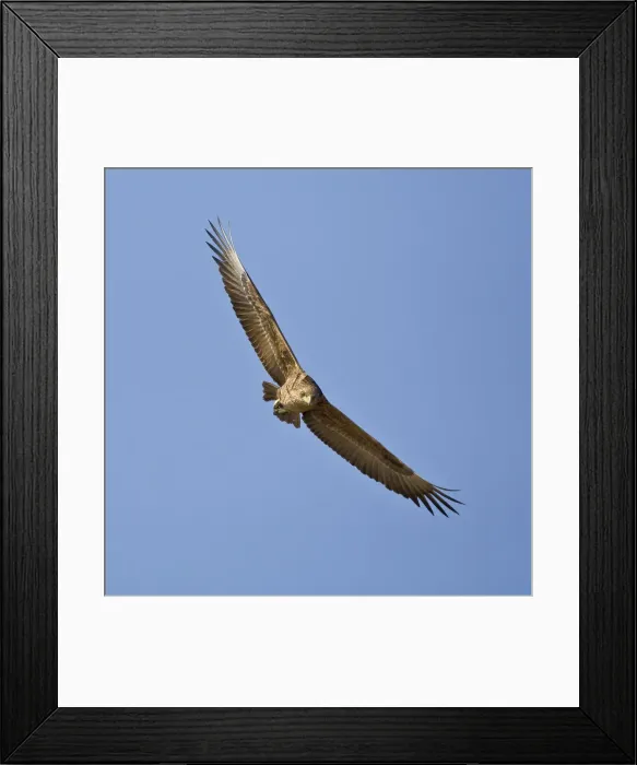 Framed Print : DDE-90022468 Framed Print : DDE-90022468