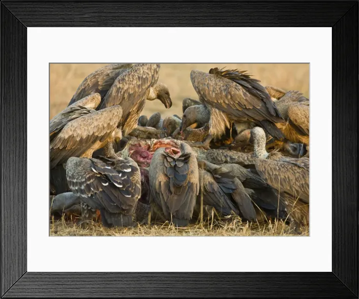 Framed Print : DDE-90022472 Framed Print : DDE-90022472