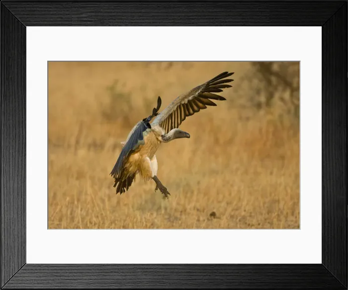 Framed Print : DDE-90022473