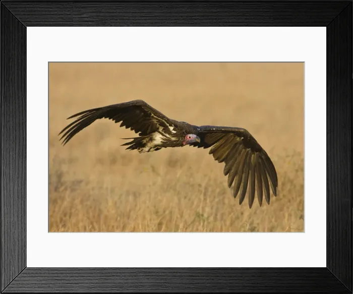 Framed Print : DDE-90022475 Framed Print : DDE-90022475