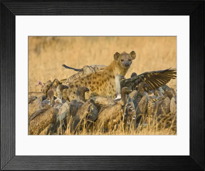 Framed Print : DDE-90022476 Framed Print : DDE-90022476