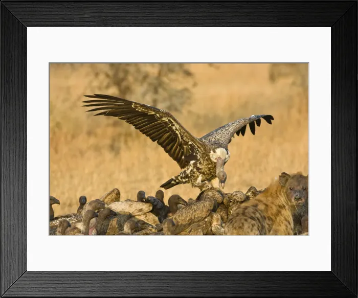 Framed Print : DDE-90022477 Framed Print : DDE-90022477