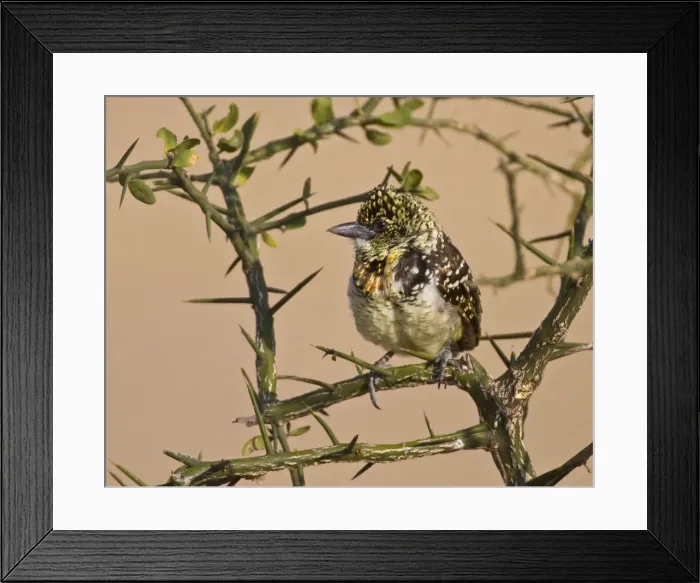 Framed Print : DDE-90022478 Framed Print : DDE-90022478