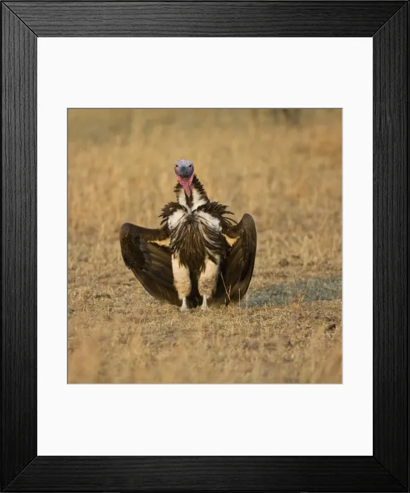 Framed Print : DDE-90022474 Framed Print : DDE-90022474