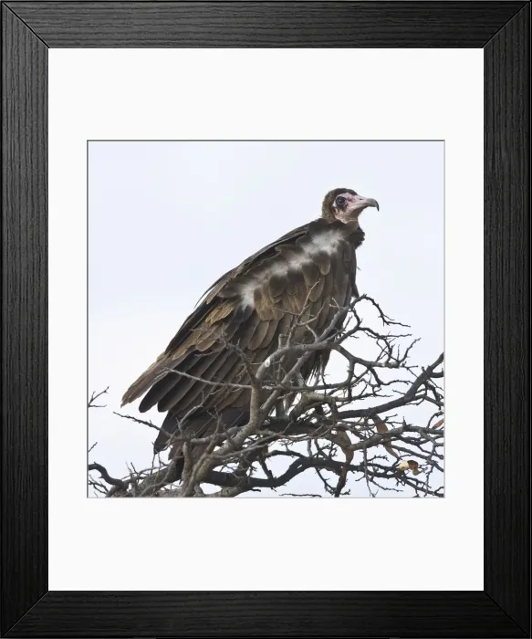 Framed Print : DDE-90022479 Framed Print : DDE-90022479