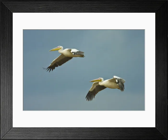 Framed Print : DDE-90022480 Framed Print : DDE-90022480