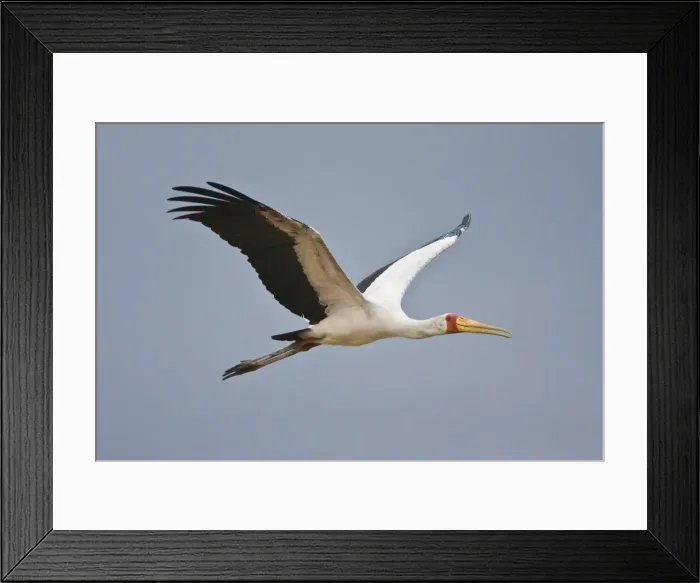 Framed Print : DDE-90022482 Framed Print : DDE-90022482