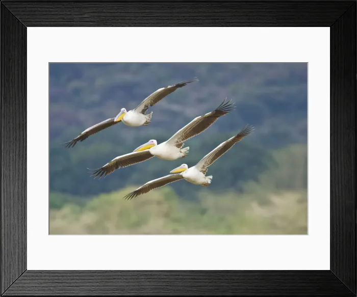 Framed Print : DDE-90022483 Framed Print : DDE-90022483