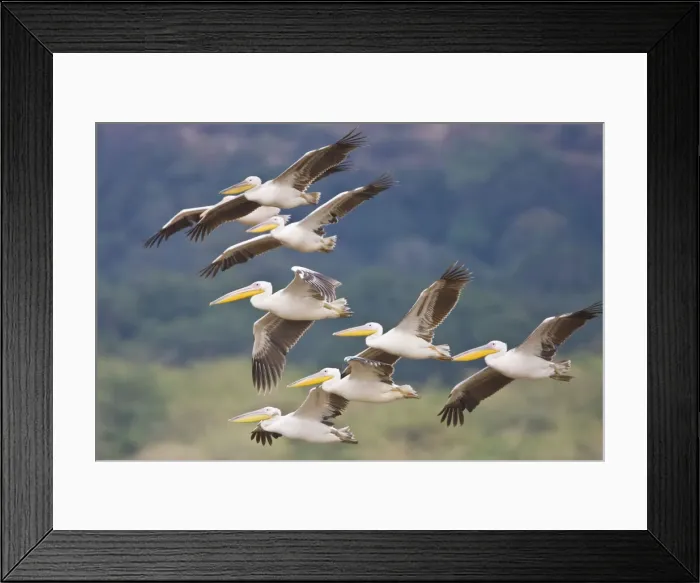 Framed Print : DDE-90022484 Framed Print : DDE-90022484