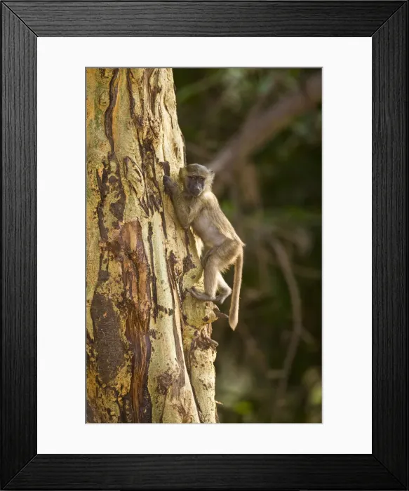 Framed Print : DDE-90022485 Framed Print : DDE-90022485