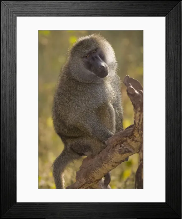 Framed Print : DDE-90022481 Framed Print : DDE-90022481