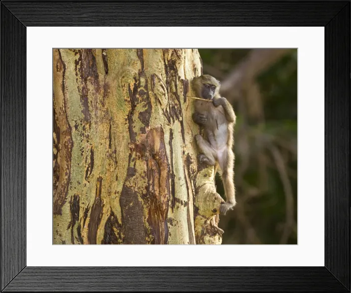 Framed Print : DDE-90022487 Framed Print : DDE-90022487