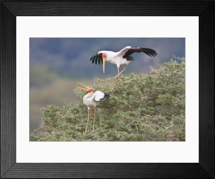 Framed Print : DDE-90022486 Framed Print : DDE-90022486