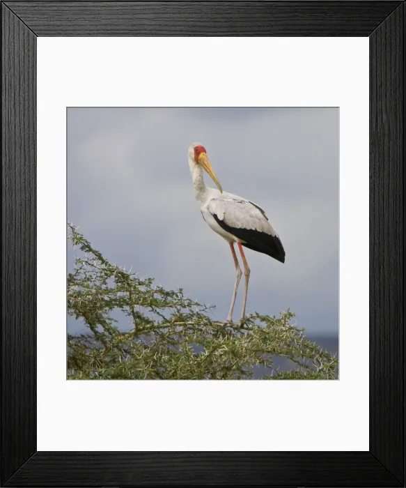 Framed Print : DDE-90022489 Framed Print : DDE-90022489