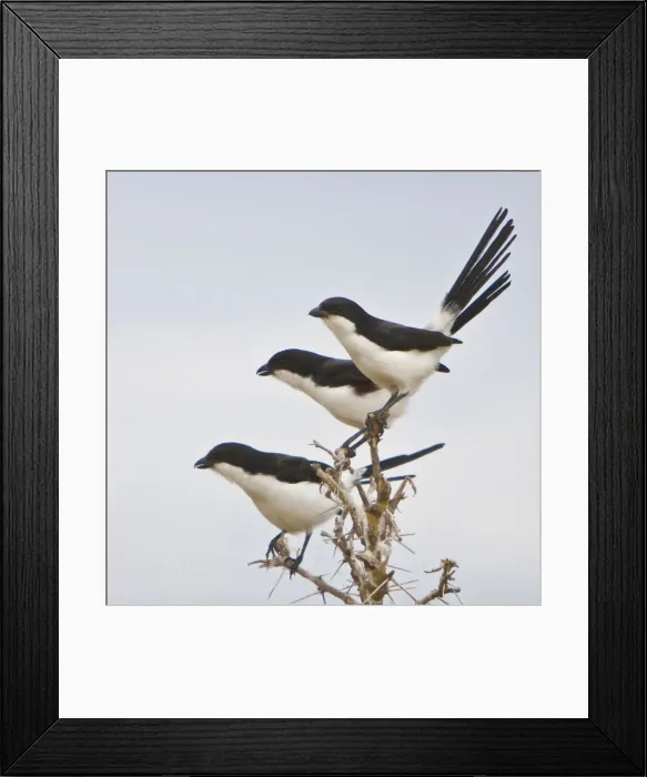 Framed Print : DDE-90022490 Framed Print : DDE-90022490