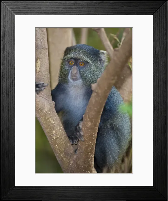 Framed Print : DDE-90022491 Framed Print : DDE-90022491