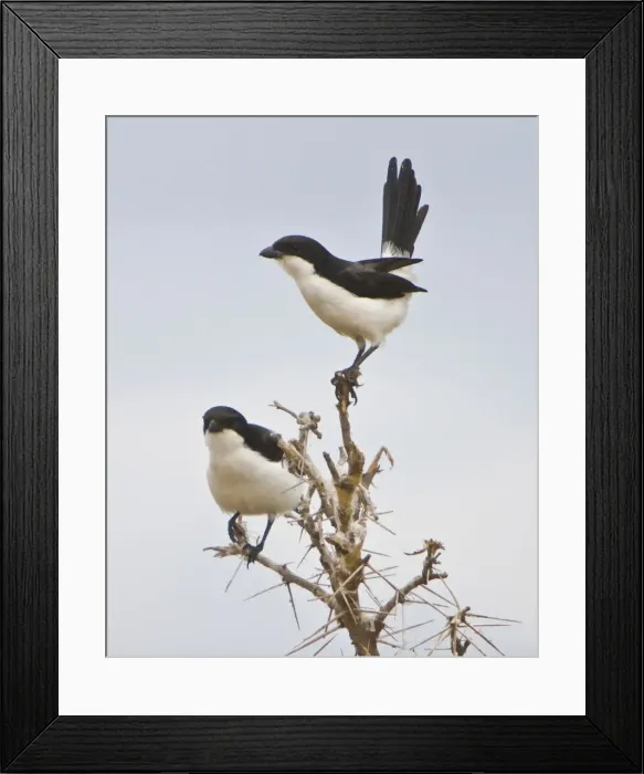 Framed Print : DDE-90022492 Framed Print : DDE-90022492