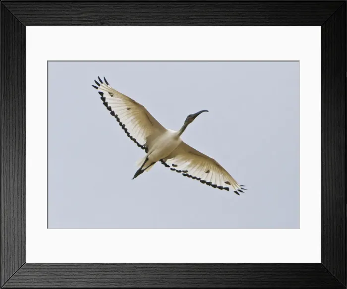Framed Print : DDE-90022493 Framed Print : DDE-90022493