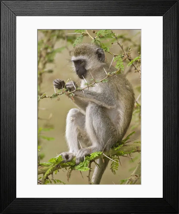 Framed Print : DDE-90022495 Framed Print : DDE-90022495