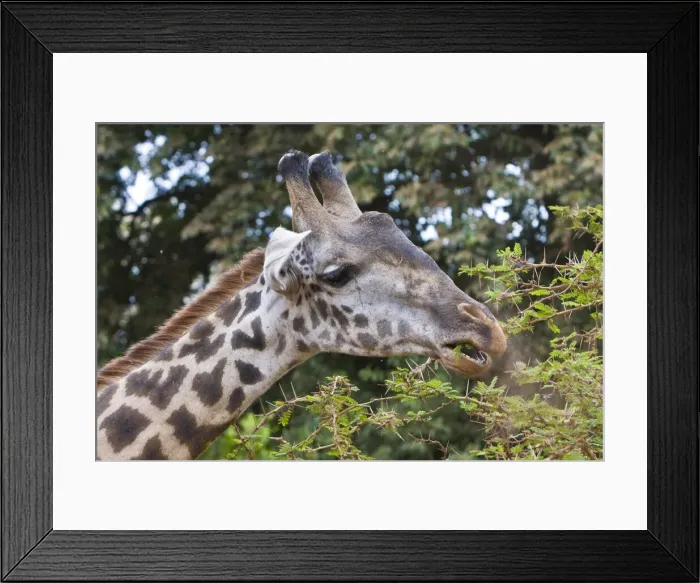 Framed Print : DDE-90022494