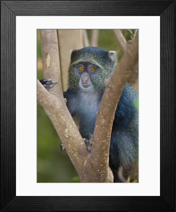 Framed Print : DDE-90022496 Framed Print : DDE-90022496