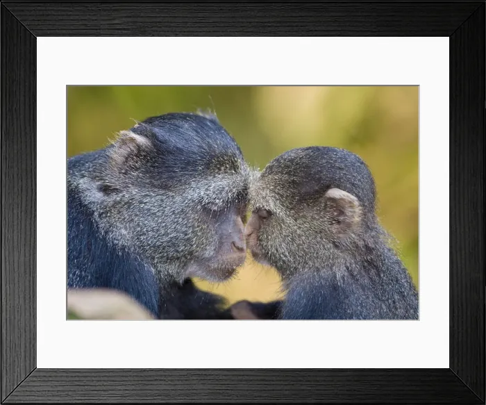 Framed Print : DDE-90022498 Framed Print : DDE-90022498