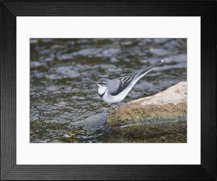 Framed Print : DDE-90022499 Framed Print : DDE-90022499