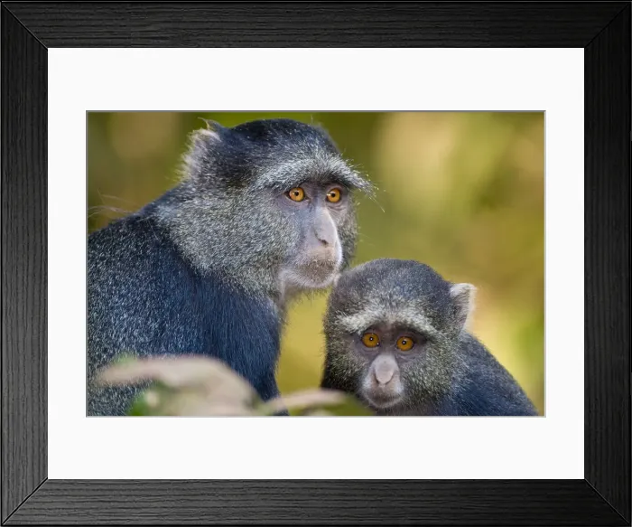 Framed Print : DDE-90022500 Framed Print : DDE-90022500