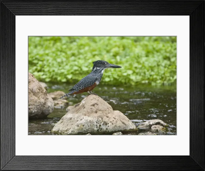 Framed Print : DDE-90022497 Framed Print : DDE-90022497
