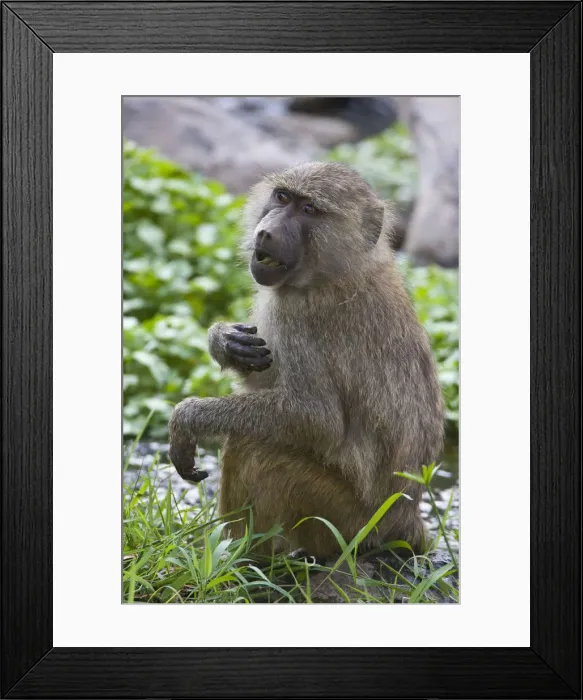 Framed Print : DDE-90022501 Framed Print : DDE-90022501
