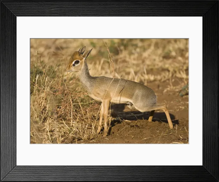 Framed Print : DDE-90022504 Framed Print : DDE-90022504