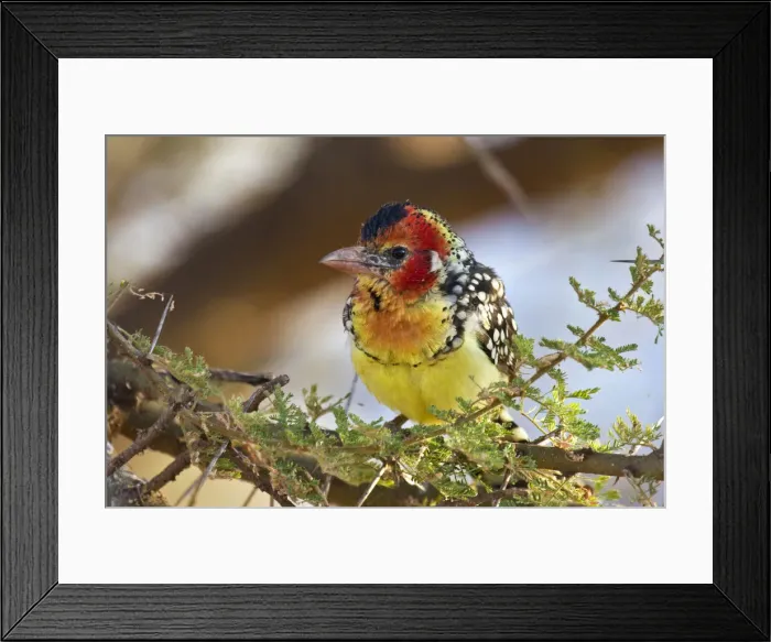 Framed Print : DDE-90022505 Framed Print : DDE-90022505