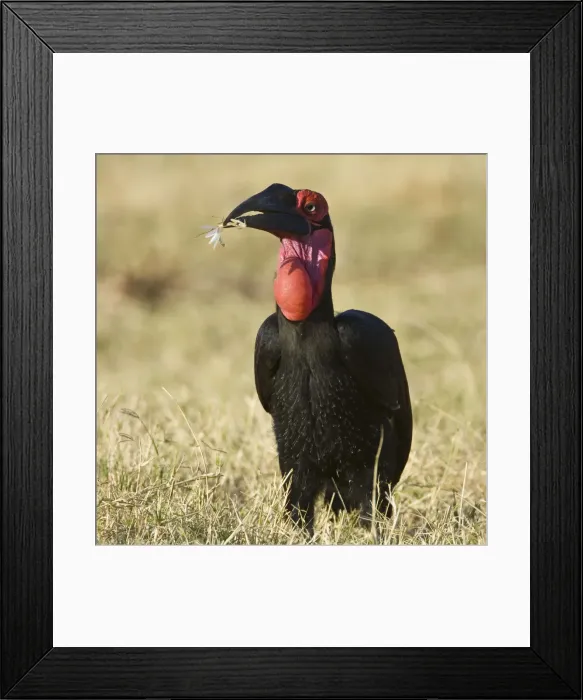 Framed Print : DDE-90022503 Framed Print : DDE-90022503