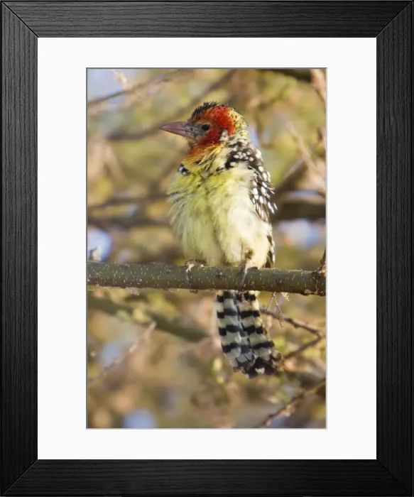 Framed Print : DDE-90022506 Framed Print : DDE-90022506