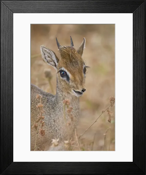 Framed Print : DDE-90022510 Framed Print : DDE-90022510