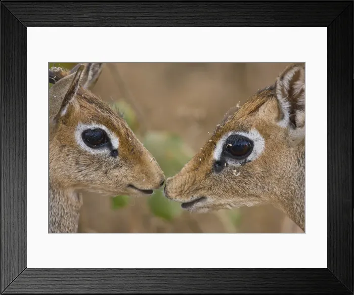 Framed Print : DDE-90022511 Framed Print : DDE-90022511