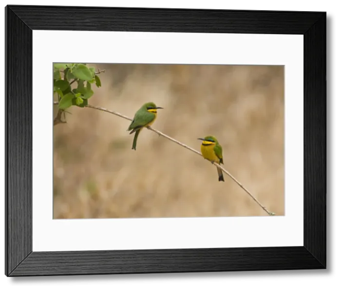 Framed Print : DDE-90022512 Framed Print : DDE-90022512