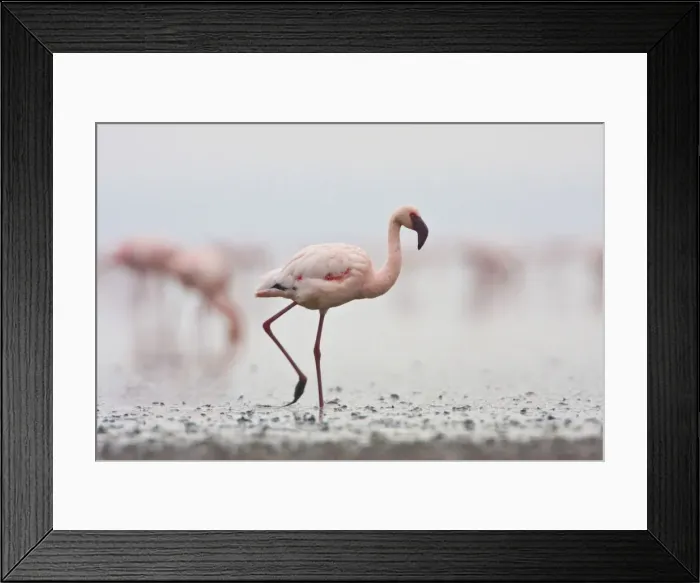 Framed Print : DDE-90022513 Framed Print : DDE-90022513