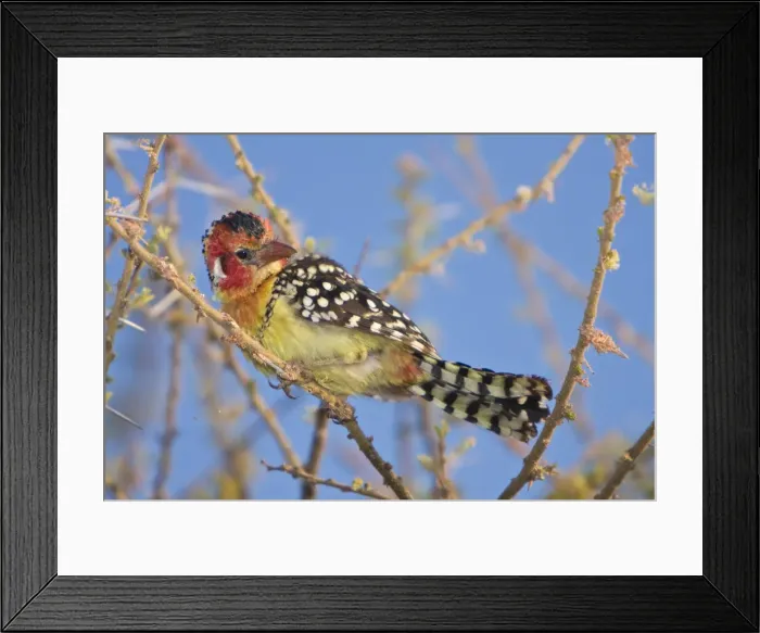 Framed Print : DDE-90022507 Framed Print : DDE-90022507