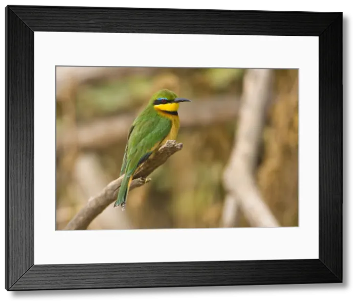 Framed Print : DDE-90022515 Framed Print : DDE-90022515