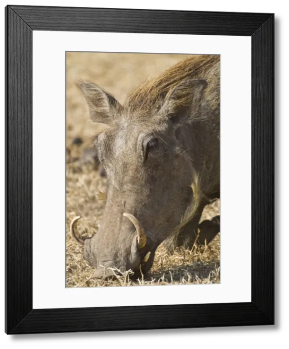 Framed Print : DDE-90022516 Framed Print : DDE-90022516