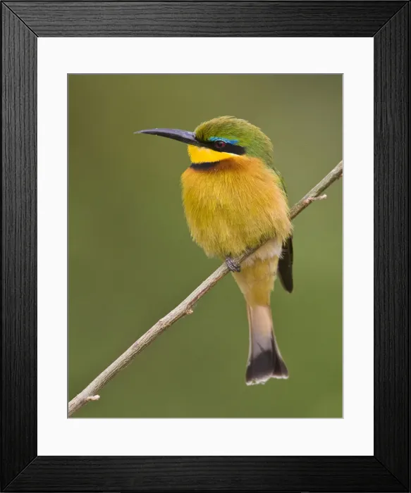 Framed Print : DDE-90022517 Framed Print : DDE-90022517