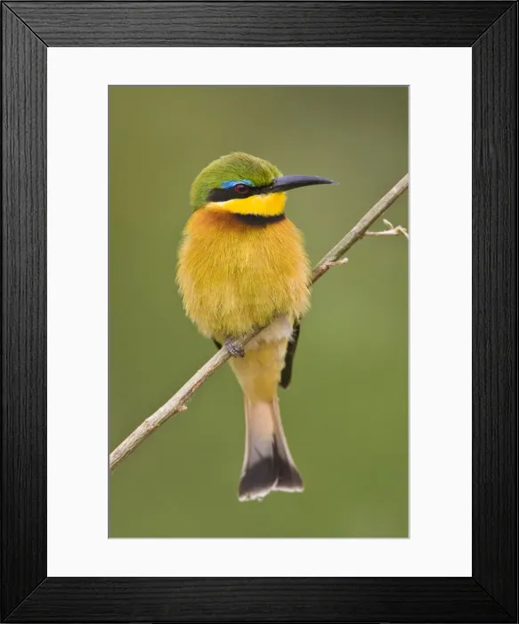 Framed Print : DDE-90022518 Framed Print : DDE-90022518
