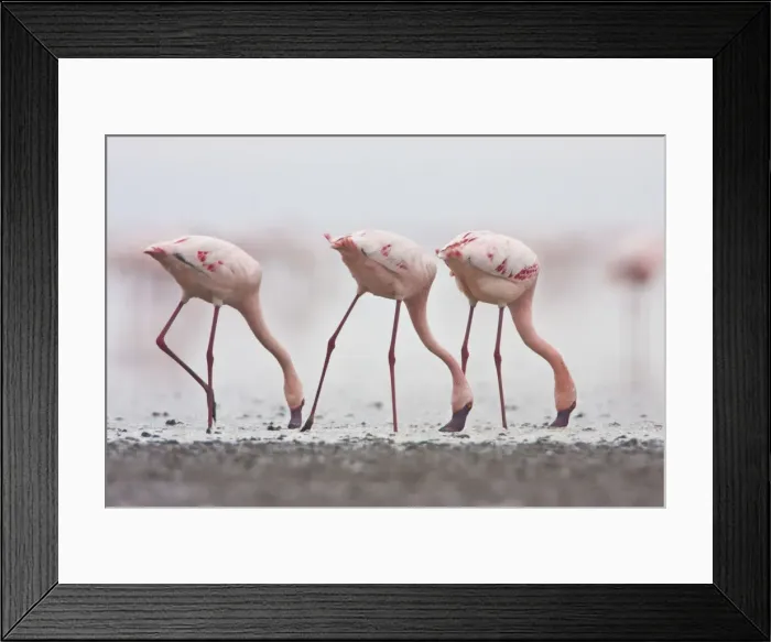 Framed Print : DDE-90022514 Framed Print : DDE-90022514