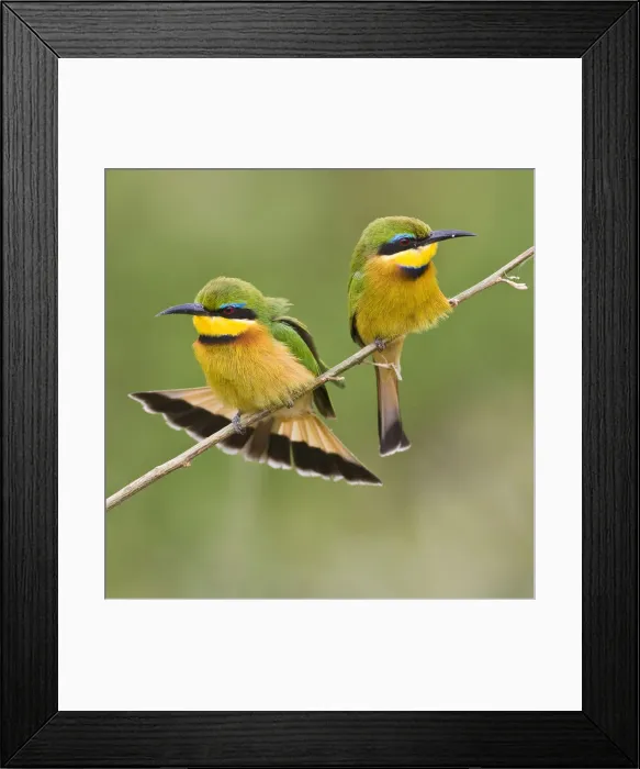 Framed Print : DDE-90022520 Framed Print : DDE-90022520