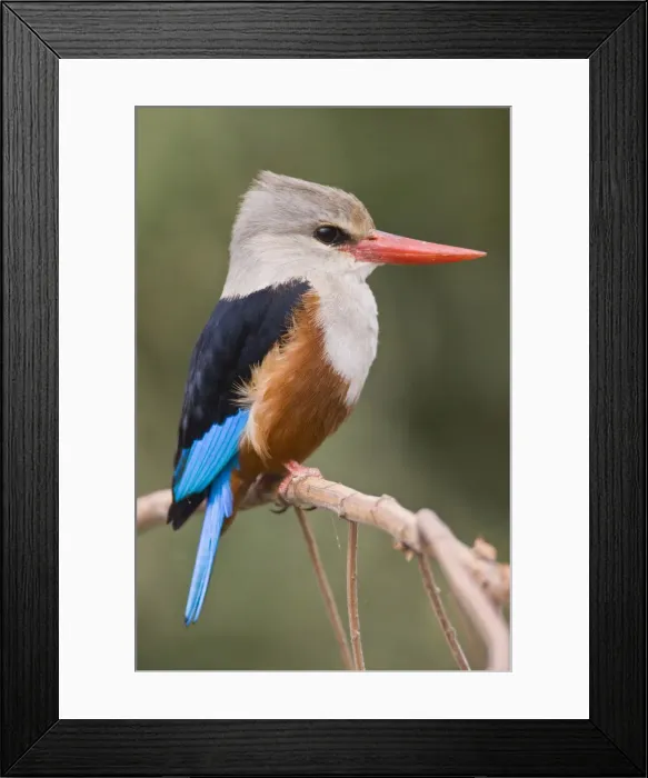 Framed Print : DDE-90022521
